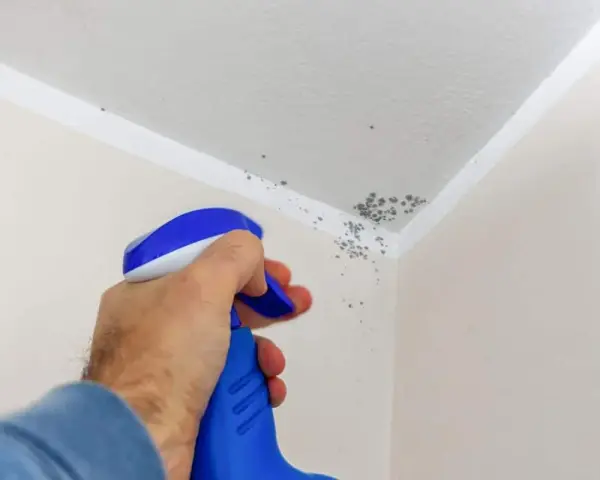 Muffa sul soffitto trattata con vernici speciali. Un flacone spray blu e bianco spruzza il prodotto per eliminare le macchie.