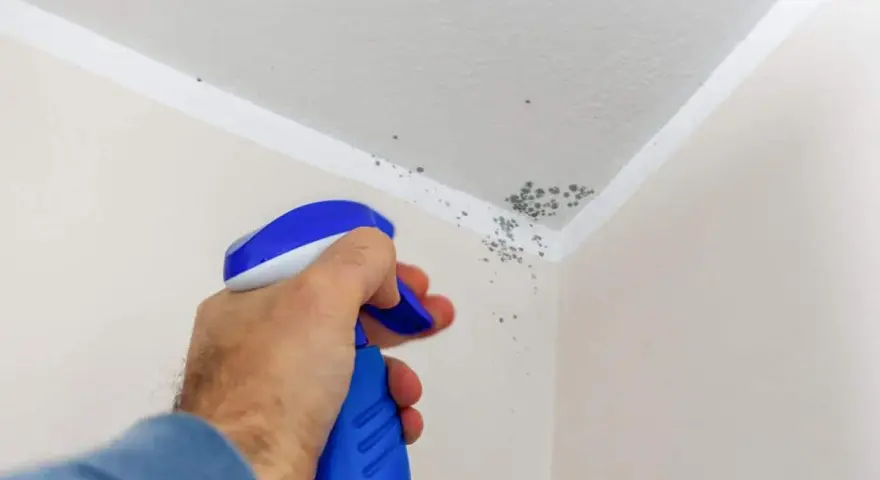 Muffa sul soffitto trattata con vernici speciali. Un flacone spray blu e bianco spruzza il prodotto per eliminare le macchie.